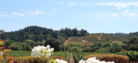 Choosing a favourite picture for the Napa Valley was difficult, but this beautiful photo is of a vinyard in the Napa Valley with white flowers in the foreground.