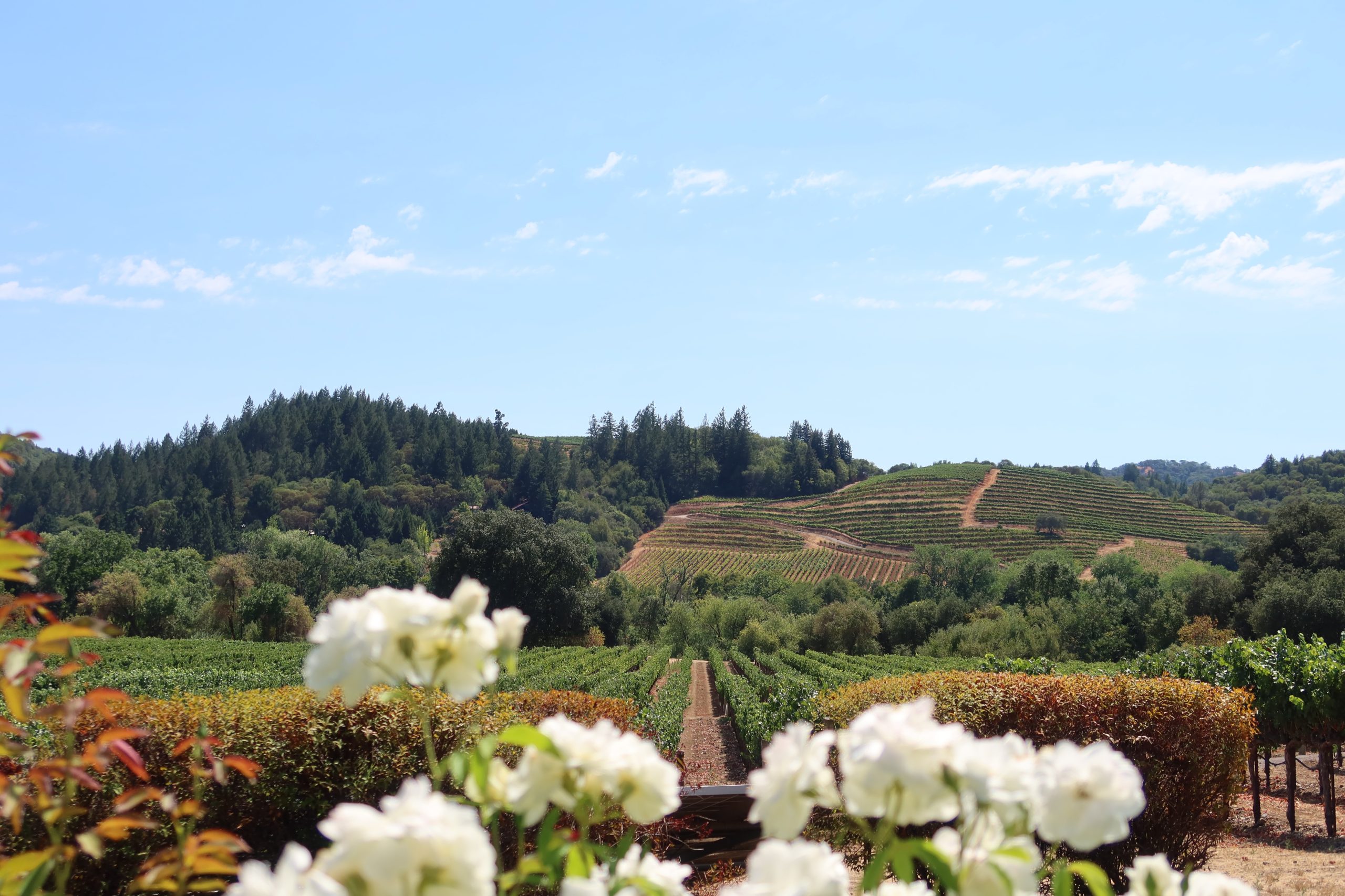  Experiencing Napa Valley: A Budget Traveler’s Guide